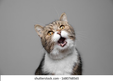 Studio Portrait Of A Tabby White British Shorthair Cat Making Funny Face With Open Mouth Meowing On Gray Background With Copy Spacee