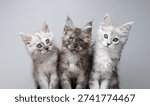 studio portrait of three different colored maine coon kittens against neutral gray background