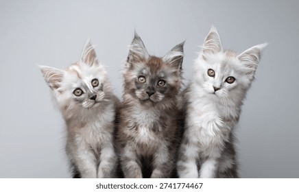 studio portrait of three different colored maine coon kittens against neutral gray background