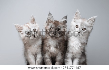 studio portrait of three different colored maine coon kittens against neutral gray background