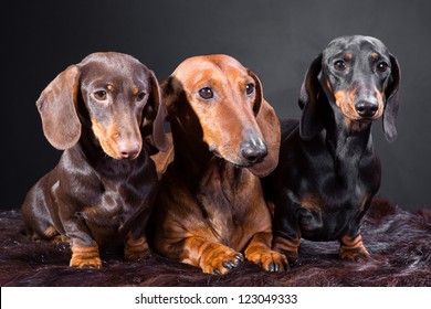 Short Hair Dachshund Images Stock Photos Vectors Shutterstock