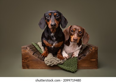 studio portrait of two Dachshunds together