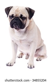 809 Angry pug Images, Stock Photos & Vectors | Shutterstock