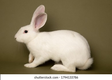 Studio Portrait Of A White American Mix Rabbit