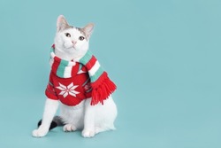 Studio Portrait Of A White Cat  Against A Turquoise Backdground. Funny Kitten Wearing Warm Sweater And Scarf. Xmas. Dressed Cat. Beautiful Kitten Ready For Cold Winter. Happy New Year. Greeting Card