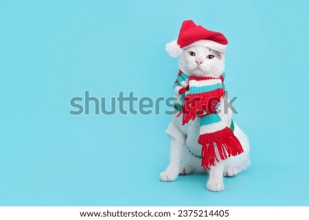 Studio portrait of a white Cat looking at camera against a turquoise background. Funny kitten wearing warm sweater scarf and Santa Claus xmas red cap. Cat with Santa hat. Place for text. Pet. Xmas 