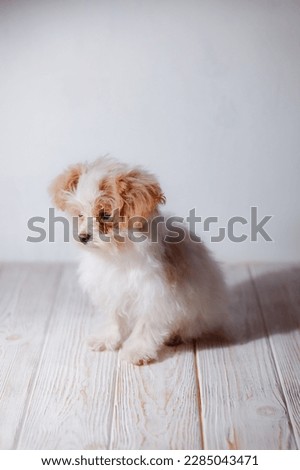 Studio portrait of white maltese adorable puppy. Portrait of a small dog. Small puppy of toypoodle breedon a light wooden background. Cute dog and good friend. My friend maltipu poses.