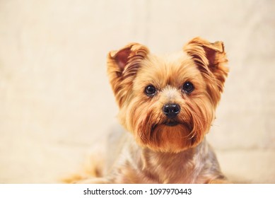 studio portrait of a Yorkshire terrier - Shutterstock ID 1097970443