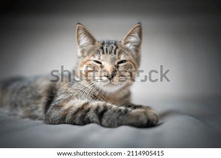 Similar – Image, Stock Photo Siberian Forest Cat Kittens