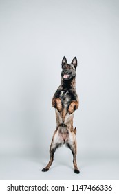 Studio Portrait Of A Young Belgian Shepherd Malinois Staying On Two Legs (paws) Isolated On White Background. Dog Begging Pose. Dog Training.