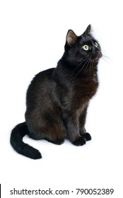 Chat Noir Fond Blanc High Res Stock Images Shutterstock