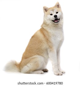 5,096 Akita Sitting Images, Stock Photos & Vectors | Shutterstock