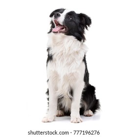 Studio shot of an adorable Border Collie sitting on white background. - Shutterstock ID 777196276