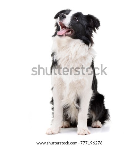 Studio shot of an adorable Border Collie sitting on white background.