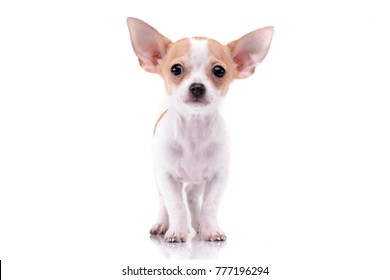 Studio shot of an adorable Chihuahua puppy standing on white background. - Shutterstock ID 777196294
