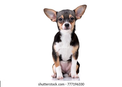 Short Hair Chihuahua Images Stock Photos Vectors Shutterstock