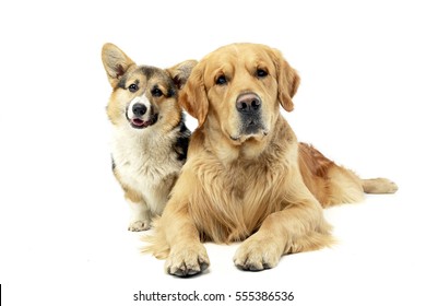Studio shot of an adorable Corgie and a Golden retriever sitting on white background.