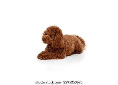 Studio shot of adorable curly red-brown poodle dog isolated over white studio background. Pet looks happy, healthy and groomed. Concept of animal care, vet, fashion, active lifestyle.