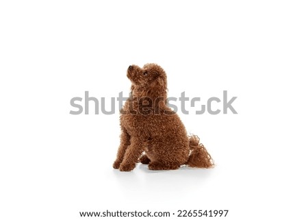 Studio shot of adorable curly red-brown poodle dog isolated over white studio background. Pet looks happy, healthy and groomed. Concept of animal care, vet, fashion, active lifestyle.