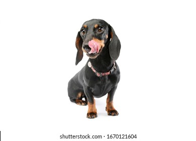 Studio Shot Of An Adorable Dachshund With Red Collar Sitting And Licking Her Lips