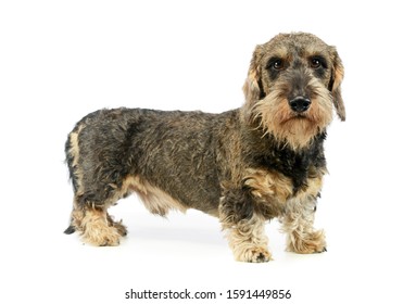 2,717 Wired Dachshund Images, Stock Photos & Vectors | Shutterstock