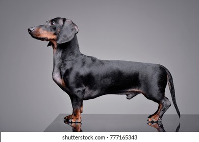 Studio shot of an adorable Dachshund standing on grey background.