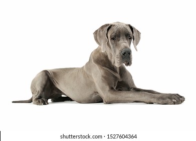 265 Deutsche dogge Stock Photos, Images & Photography | Shutterstock