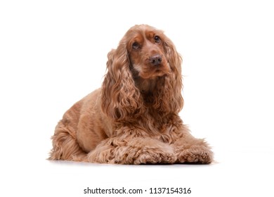 Studio shot of an adorable English Cocker Spaniel lying on white background. - Shutterstock ID 1137154316