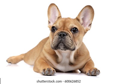 Studio shot of an adorable French bulldog lying on white background. - Shutterstock ID 600626852