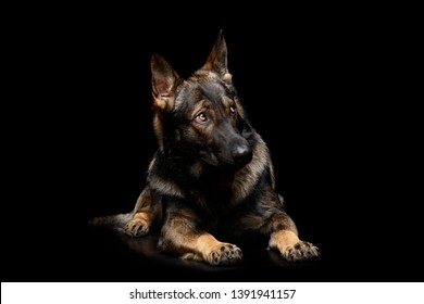 Studio shot of an adorable German Shepherd dog seems frightened - isolated on black background. - Shutterstock ID 1391941157