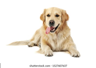 Studio shot of an adorable Golden retriever lying with hanging tongue - isolated on white background. - Shutterstock ID 1527607637