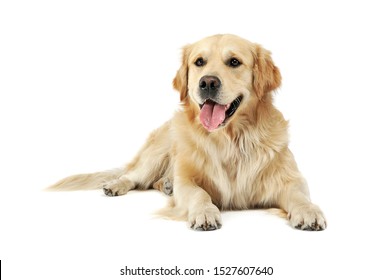 Studio shot of an adorable Golden retriever lying and looking satisfied - isolated on white background. - Shutterstock ID 1527607640