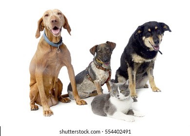 Studio Shot Of An Adorable Hungarian Vizsla, Two Mixed Breed Dog And A Cat Sitting On White Background.