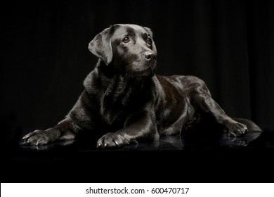Studio shot of an adorable Labrador retriever lying on black background.
