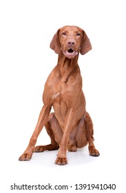 Studio shot of an adorable magyar vizsla looking curiously at the camera - isolated on white background.