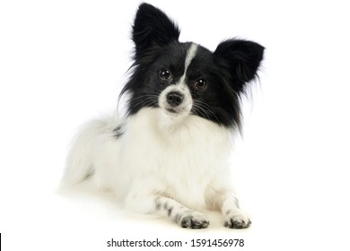 Papillon High Res Stock Images Shutterstock