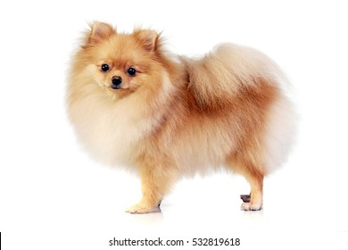 Studio shot of an adorable Pomeranian dog standing on white background.