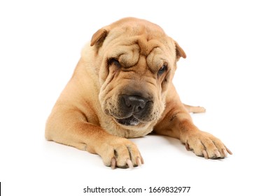 犬 ウインク の写真素材 画像 写真 Shutterstock