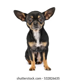 Studio shot of an adorable short haired Chihuahua sitting on white background.