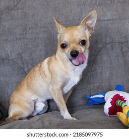 Studio shot of an adorable short-haired Chihuahua dog licking his lips.