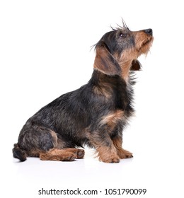 Studio shot of an adorable wire haired Dachshund sitting on white background.