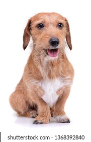 Studio shot of an adorable wire haired dachshund mix dog looking satisfied - isolated on white background.