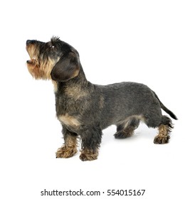 Studio shot of an adorable wire haired Dachshund standing on white background.