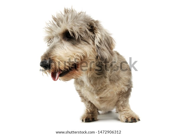 Studio Shot Adorable Wire Haired Dachshund Stock Photo Edit Now