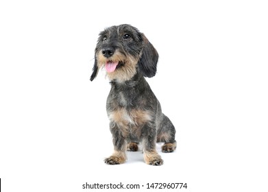Studio shot of an adorable wired haired Dachshund sitting and looking satisfied - isolated on white background.