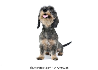 Studio shot of an adorable wired haired Dachshund sitting and looking curiously at the camera - isolated on white background.