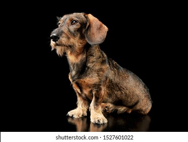 Studio shot of an adorable wired haired Dachshund sitting and looking up curiously - isolated on black background.