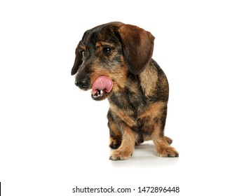 Studio Shot Of An Adorable Wire-haired Dachshund Sitting And Licking Her Lips - Isolated On White Background.