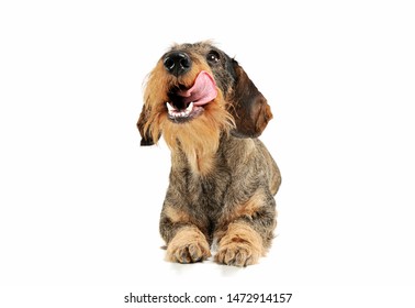 Studio shot of an adorable wire-haired Dachshund lying and licking his lips - isolated on white background.