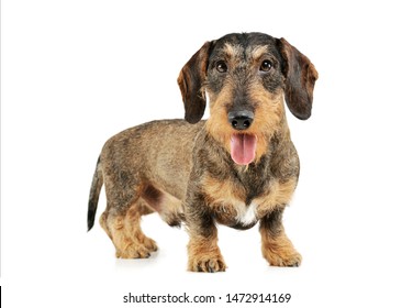 Studio shot of an adorable wire-haired Dachshund standing and looking at the camera - isolated on white background.